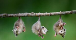 Rating: Safe Score: 0 Tags: ambiguous_gender american_opossum branch child dangling e621 feral frank_lukasseck grandfathered_content group hanging_by_tail in_tree mammal marsupial photography_(artwork) plant real tail tree trio upside_down virginia_opossum whiskers young young_ambiguous young_feral User: bunchy7s