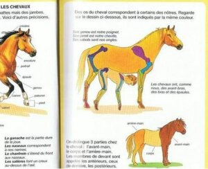 Rating: Questionable Score: 0 Tags: ambiguous_gender anatomy awkward biological_illustration cross_section duo_focus e621 equid equine feral french_text group hooves horse human humor internal low_res male mammal model_sheet species_sheet suggestive technical_illustration text translated unknown_artist what zoological_illustration User: bunchy7s Rating: Questionable Score: 0 Tags: ambiguous_gender anatomy awkward biological_illustration cross_section duo_focus e621 equid equine feral french_text group hooves horse human humor internal low_res male mammal model_sheet species_sheet suggestive technical_illustration text translated unknown_artist what zoological_illustration User: bunchy7s