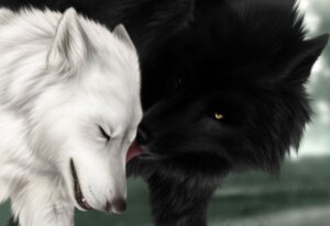 Rating: Safe Score: 0 Tags: 2007 ambiguous_gender black_body black_fur black_lips black_nose canid canine canis detailed duo e621 eyes_closed fangs feral fur inner_ear_fluff jocarra licking lips long_mouth mammal no_sclera open_mouth outside photorealism realistic romantic romantic_couple simple_background sky snout teeth tongue tongue_out tuft whiskers white_body white_fur wolf yellow_eyes User: bunchy7s