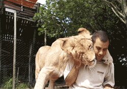 Rating: Safe Score: 0 Tags: animated animated_gif e621 felid feral grandfathered_content group hug human lion low_res male mammal nuzzling pantherine real short_playtime thumbnail unknown_artist User: bunchy7s Rating: Safe Score: 0 Tags: animated animated_gif e621 felid feral grandfathered_content group hug human lion low_res male mammal nuzzling pantherine real short_playtime thumbnail unknown_artist User: bunchy7s