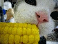 Rating: Safe Score: 0 Tags: 4:3 ambiguous_gender animated animated_gif corn domestic_cat e621 eating felid feline felis feral food grandfathered_content looking_at_viewer loop low_res mammal nom om_nom_nom plant real real_world short_playtime solo tabby_cat text thumbnail unknown_artist User: bunchy7s