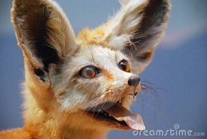 Rating: Safe Score: 0 Tags: ambiguous_gender big_ears black_lips black_nose bust_portrait canid canine distracting_watermark dreamstime e621 fangs fennec_fox feral fox fur grandfathered_content henry's_pocket inner_ear_fluff lips long_mouth looking_at_viewer low_res mammal no_sclera photography_(artwork) portrait real simple_background snout solo taxidermy teeth tongue tongue_out true_fox tuft watermark whiskers yellow_body yellow_fur User: bunchy7s