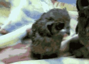 Rating: Safe Score: 0 Tags: 2012 ambiguous_gender animated animated_gif avian bed_sheet bedding bird blanket brown_eyes e621 eurasian_eagle-owl feral fluffy grandfathered_content grey_body group horned_owl inside looking_at_viewer loop low_res meme o_o owl real short_playtime standing true_owl unknown_artist young User: bunchy7s Rating: Safe Score: 0 Tags: 2012 ambiguous_gender animated animated_gif avian bed_sheet bedding bird blanket brown_eyes e621 eurasian_eagle-owl feral fluffy grandfathered_content grey_body group horned_owl inside looking_at_viewer loop low_res meme o_o owl real short_playtime standing true_owl unknown_artist young User: bunchy7s