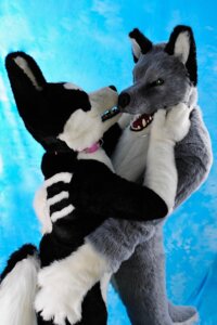 Rating: Questionable Score: 0 Tags: 2:3 ambiguous_gender anthro canid canine canis clothing costume domestic_dog duo e621 fursuit grandfathered_content hi_res husky kissing love mammal nordic_sled_dog real romantic romantic_couple rusfur spitz User: bunchy7s Rating: Questionable Score: 0 Tags: 2:3 ambiguous_gender anthro canid canine canis clothing costume domestic_dog duo e621 fursuit grandfathered_content hi_res husky kissing love mammal nordic_sled_dog real romantic romantic_couple rusfur spitz User: bunchy7s
