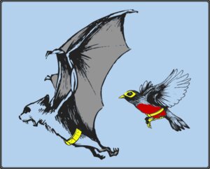 Rating: Safe Score: 0 Tags: ambiguous_gender avian bat batman batman_(series) beak belt bird dc_comics duo e621 feathered_wings feathers feral feralized flying humor mammal mask membrane_(anatomy) membranous_wings oscine parody passerine pun robin_(bird) robin_(dc) spread_wings unknown_artist visual_pun wings User: bunchy7s