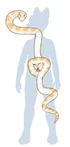 Rating: Explicit Score: 0 Tags: all_the_way_through ambiguous/ambiguous ambiguous_gender ambiguous_penetrated ambiguous_penetrating ambiguous_penetrating_ambiguous anaconda anal anal_penetration anal_threading anthro bencoon boa_(snake) boinae colored diagram digital_drawing_(artwork) digital_media_(artwork) duo e621 feral flat_colors internal labial_pit penetration pit_organ reptile rotorooter scalie sex silhouette simple_background snake snake_impalement snaked threaded_by_body vore what white_background User: bunchy7s