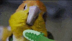 Rating: Safe Score: 0 Tags: ambiguous_gender animated animated_gif avian beak bird brown_eyes brush brushie_brushie_brushie brushing brushing_feathers caique depth_of_field e621 feathers feral fluffy grandfathered_content inside low_res meme multicolored_body neotropical_parrot open_mouth parrot personal_grooming real short_playtime social_grooming solo thumbnail toothbrush true_parrot unknown_artist white-bellied_caique User: bunchy7s Rating: Safe Score: 0 Tags: ambiguous_gender animated animated_gif avian beak bird brown_eyes brush brushie_brushie_brushie brushing brushing_feathers caique depth_of_field e621 feathers feral fluffy grandfathered_content inside low_res meme multicolored_body neotropical_parrot open_mouth parrot personal_grooming real short_playtime social_grooming solo thumbnail toothbrush true_parrot unknown_artist white-bellied_caique User: bunchy7s