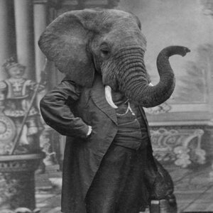 Rating: Safe Score: 0 Tags: 1:1 animal_head animal_humanoid clothed clothing e621 elephant elephantid for_a_head fully_clothed greyscale human humanoid hybrid male mammal monochrome politics proboscidean proboscis_(anatomy) republican_party_(usa) shopped slightly_chubby solo suit third-party_edit trunk_(anatomy) tusks unknown_artist User: bunchy7s Rating: Safe Score: 0 Tags: 1:1 animal_head animal_humanoid clothed clothing e621 elephant elephantid for_a_head fully_clothed greyscale human humanoid hybrid male mammal monochrome politics proboscidean proboscis_(anatomy) republican_party_(usa) shopped slightly_chubby solo suit third-party_edit trunk_(anatomy) tusks unknown_artist User: bunchy7s