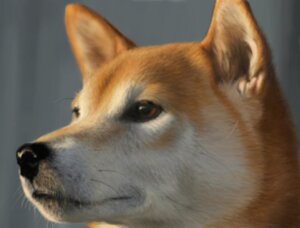 Rating: Safe Score: 0 Tags: ambiguous_gender black_lips black_nose brown_body brown_eyes brown_fur canid canine canis chiroinu domestic_dog e621 feral fur headshot_portrait inner_ear_fluff lips long_mouth low_res mammal no_sclera photorealism portrait realistic realistic_feral simple_background snout solo tuft whiskers white_body white_fur User: bunchy7s Rating: Safe Score: 0 Tags: ambiguous_gender black_lips black_nose brown_body brown_eyes brown_fur canid canine canis chiroinu domestic_dog e621 feral fur headshot_portrait inner_ear_fluff lips long_mouth low_res mammal no_sclera photorealism portrait realistic realistic_feral simple_background snout solo tuft whiskers white_body white_fur User: bunchy7s