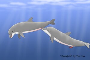 Rating: Explicit Score: 0 Tags: anatomically_correct animal_genitalia animal_penis aquatic cetacean cetacean_genitalia cetacean_penis cunnilingus dolphin duo e621 erection female feral feral_on_feral fully/fully_submerged fully_submerged genitals in_heat male male/female mammal nude oceanic_dolphin oral penis sex sex_in_water tapering_penis tasuric toothed_whale underwater underwater_sex vaginal vulva water User: bunchy7s