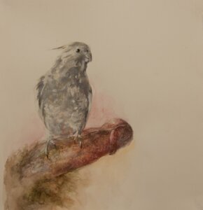 Rating: Explicit Score: 0 Tags: ambiguous_gender avian bird brittany_zagoria cockatiel cockatoo disembodied_penis duo e621 erection feral genitals glans handjob human humanoid_genitalia humanoid_penis male mammal painting_(artwork) parakeet parrot penile penis perching pubes realistic realistic_feral sex solo_focus traditional_media_(artwork) traditional_painting_(artwork) traditional_watercolor_(artwork) true_parrot vein watercolor_(artwork) User: bunchy7s
