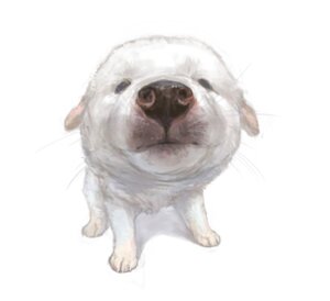 Rating: Safe Score: 0 Tags: ambiguous_gender canid canine canis daww domestic_dog e621 feral foreshortening fur g.river low_res mammal simple_background solo white_background white_body white_fur User: bunchy7s Rating: Safe Score: 0 Tags: ambiguous_gender canid canine canis daww domestic_dog e621 feral foreshortening fur g.river low_res mammal simple_background solo white_background white_body white_fur User: bunchy7s