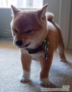 Rating: Safe Score: 0 Tags: ambiguous_gender angry black_nose brown_body brown_fur canid canine canis carpet collar collar_tag countershading curled_tail daww distracting_watermark domestic_dog door e621 feral front_view full-length_portrait fur grandfathered_content inner_ear_fluff leg_markings mammal markings micro portrait quadruped real shiba_inu snarling socks_(marking) solo spitz standing tail territorial tuft unknown_artist watermark whiskers white_body white_countershading white_fur white_markings window young User: bunchy7s
