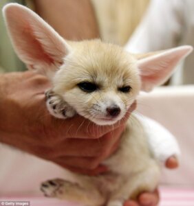 Rating: Safe Score: 0 Tags: 4_fingers 4_toes ambiguous_gender bandage big_ears black_eyes black_nose canid canine digitigrade disembodied_hand duo e621 feet fennec_fox feral fingers fox grandfathered_content half-closed_eyes henry's_pocket hindpaw human inner_ear_fluff long_mouth mammal narrowed_eyes no_pupils no_sclera paws photography_(artwork) real snout solo_focus tan_body tan_skin toes true_fox tuft unknown_artist whiskers young young_feral User: bunchy7s Rating: Safe Score: 0 Tags: 4_fingers 4_toes ambiguous_gender bandage big_ears black_eyes black_nose canid canine digitigrade disembodied_hand duo e621 feet fennec_fox feral fingers fox grandfathered_content half-closed_eyes henry's_pocket hindpaw human inner_ear_fluff long_mouth mammal narrowed_eyes no_pupils no_sclera paws photography_(artwork) real snout solo_focus tan_body tan_skin toes true_fox tuft unknown_artist whiskers young young_feral User: bunchy7s