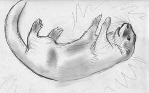 Rating: Safe Score: 0 Tags: 2011 ambiguous_gender e621 feral greyscale lying mammal monochrome mustelid on_back otter quadruped simple_background sketch solo spera tail white_background User: bunchy7s