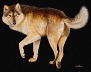 Rating: Explicit Score: 0 Tags: 5:4 balls black_background black_claws black_nose brown_body brown_fur butt canid canine canis claws e621 ebon_lupus feral fluffy fur genitals inner_ear_fluff looking_at_viewer looking_back male mammal multicolored_body multicolored_fur multicolored_tail northwestern_wolf photorealism quadruped realistic simple_background solo tail tan_body tan_fur tuft wolf User: bunchy7s