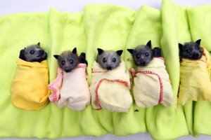 Rating: Safe Score: 0 Tags: 3:2 ambiguous_gender bat e621 feral grandfathered_content group looking_at_viewer mammal membrane_(anatomy) membranous_wings real unknown_artist wings young User: bunchy7s Rating: Safe Score: 0 Tags: 3:2 ambiguous_gender bat e621 feral grandfathered_content group looking_at_viewer mammal membrane_(anatomy) membranous_wings real unknown_artist wings young User: bunchy7s