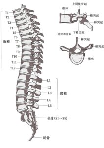 Rating: Safe Score: 0 Tags: anatomy biological_illustration bone chinese_text dd-101 diagram e621 educational grandfathered_content informative lol_comments medical_illustration not_furry simple_background skeleton spine technical_illustration text the_more_you_know translated white_background zero_pictured User: bunchy7s Rating: Safe Score: 0 Tags: anatomy biological_illustration bone chinese_text dd-101 diagram e621 educational grandfathered_content informative lol_comments medical_illustration not_furry simple_background skeleton spine technical_illustration text the_more_you_know translated white_background zero_pictured User: bunchy7s