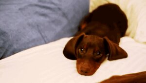 Rating: Safe Score: 0 Tags: ambiguous_gender animated animated_gif bedding blanket brown_body brown_fur canid canine canis dachshund domestic_dog e621 feral fur grandfathered_content hunting_dog low_res mammal pillow real short_playtime solo unknown_artist User: bunchy7s Rating: Safe Score: 0 Tags: ambiguous_gender animated animated_gif bedding blanket brown_body brown_fur canid canine canis dachshund domestic_dog e621 feral fur grandfathered_content hunting_dog low_res mammal pillow real short_playtime solo unknown_artist User: bunchy7s