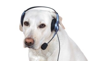 Rating: Safe Score: 0 Tags: ambiguous_gender canid canine canis domestic_dog e621 electronics feral frown grandfathered_content headgear headphones headset looking_at_viewer mammal nude real simple_background solo unknown_artist white_background User: bunchy7s Rating: Safe Score: 0 Tags: ambiguous_gender canid canine canis domestic_dog e621 electronics feral frown grandfathered_content headgear headphones headset looking_at_viewer mammal nude real simple_background solo unknown_artist white_background User: bunchy7s