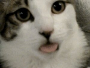 Rating: Safe Score: 0 Tags: ambiguous_gender animated animated_gif domestic_cat e621 felid feline felis feral fur grandfathered_content grey_body grey_fur humor licking looking_at_viewer low_res mammal real short_playtime solo tabby_cat tongue tongue_out unknown_artist white_body white_fur User: bunchy7s Rating: Safe Score: 0 Tags: ambiguous_gender animated animated_gif domestic_cat e621 felid feline felis feral fur grandfathered_content grey_body grey_fur humor licking looking_at_viewer low_res mammal real short_playtime solo tabby_cat tongue tongue_out unknown_artist white_body white_fur User: bunchy7s