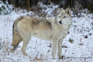 Rating: Safe Score: 0 Tags: 3:2 ambiguous_gender black_nose brown_eyes canid canine canis day depth_of_field digitigrade e621 feral fur grandfathered_content grass grey_body grey_fur looking_away mammal nathan_lovas outside plant quadruped real snow solo standing tail watermark white_body white_fur wolf User: bunchy7s