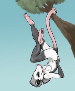Rating: Safe Score: 0 Tags: 4_toes american_opossum anthro biped branch breasts clementine_(artist) clinging dangling day e621 featureless_breasts feet female fur grey_body grey_fur hanging_by_tail hanging_from_branch in_tree looking_aside looking_at_viewer mammal marsupial nude on_branch outside pink_body pink_skin plant seductive side_view sky smile solo tail toes tree upside_down virginia_opossum whiskers white_body white_fur User: bunchy7s