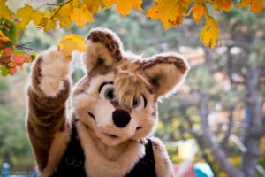 Rating: Safe Score: 0 Tags: 2010 ambiguous_gender anthro autumn ben_lindstrom brown_body brown_eyes brown_fur canid canine canis clothing costume e621 fur fursuit grandfathered_content looking_at_viewer mammal plant real solo tree wolf wood User: bunchy7s