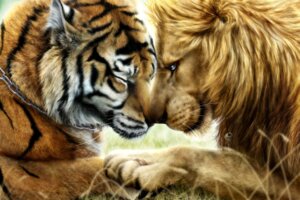 Rating: Safe Score: 0 Tags: 2014 ambiguous_gender black_body black_fur black_nose black_stripes brown_body brown_fur chain close-up day digitigrade duo e621 ears_back eyes_closed feet felid feral fur grass inner_ear_fluff jewelry jocarra key lion long_mouth lying male male/ambiguous mammal mane necklace no_sclera on_front orange_body orange_fur outside pantherine pawpads paws photorealism pivoted_ears plant realistic ring snout striped_body striped_fur stripes tiger tuft whiskers white_body white_fur User: bunchy7s Rating: Safe Score: 0 Tags: 2014 ambiguous_gender black_body black_fur black_nose black_stripes brown_body brown_fur chain close-up day digitigrade duo e621 ears_back eyes_closed feet felid feral fur grass inner_ear_fluff jewelry jocarra key lion long_mouth lying male male/ambiguous mammal mane necklace no_sclera on_front orange_body orange_fur outside pantherine pawpads paws photorealism pivoted_ears plant realistic ring snout striped_body striped_fur stripes tiger tuft whiskers white_body white_fur User: bunchy7s