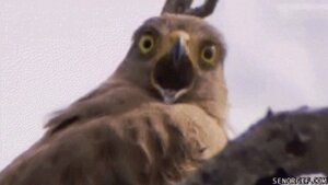 Rating: Safe Score: 0 Tags: accipitrid accipitriform ambiguous_gender animated animated_gif avian beak bird e621 feral grandfathered_content humor low_res ooo reaction_image real short_playtime solo unknown_artist User: bunchy7s
