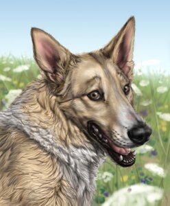 Rating: Safe Score: 0 Tags: 2012 ambiguous_gender anakuro breath brown_eyes bust_portrait canid canine canis digital_media_(artwork) domestic_dog e621 feral flower fluffy grass happy looking_at_viewer mammal open_mouth outside panting plant portrait realistic sky smile solo tongue whiskers User: bunchy7s Rating: Safe Score: 0 Tags: 2012 ambiguous_gender anakuro breath brown_eyes bust_portrait canid canine canis digital_media_(artwork) domestic_dog e621 feral flower fluffy grass happy looking_at_viewer mammal open_mouth outside panting plant portrait realistic sky smile solo tongue whiskers User: bunchy7s