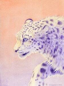 Rating: Safe Score: 0 Tags: 2012 3:4 ambiguous_gender blue_eyes e621 felid feral mammal pantherine realistic restricted_palette shinigamigirl simple_background snow_leopard solo whiskers User: bunchy7s