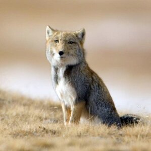 Rating: Safe Score: 0 Tags: :| ambiguous_gender black_nose canid canine e621 ears_up feral fox grandfathered_content looking_at_viewer mammal photography_(artwork) quadruped real sitting solo tibetan_sand_fox true_fox unimpressed unknown_artist User: bunchy7s Rating: Safe Score: 0 Tags: :| ambiguous_gender black_nose canid canine e621 ears_up feral fox grandfathered_content looking_at_viewer mammal photography_(artwork) quadruped real sitting solo tibetan_sand_fox true_fox unimpressed unknown_artist User: bunchy7s