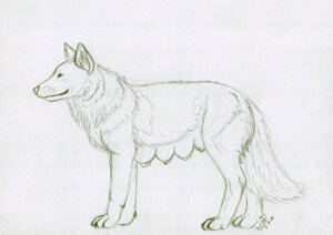 Rating: Questionable Score: 0 Tags: breasts canid canine canis e621 female feral fur mammal mixxiwuff monochrome multi_breast multi_teat nude quadruped side_view simple_background sketch solo tail teats white_background wolf User: bunchy7s Rating: Questionable Score: 0 Tags: breasts canid canine canis e621 female feral fur mammal mixxiwuff monochrome multi_breast multi_teat nude quadruped side_view simple_background sketch solo tail teats white_background wolf User: bunchy7s