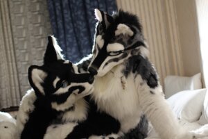 Rating: Questionable Score: 0 Tags: ambiguous_gender anthro canid canine canis clothing conditional_dnp costume duo e621 felid fursuit grandfathered_content hybrid hydrox jewelry kissing mammal nachtfuchs necklace pantherine real romantic romantic_couple snow_leopard tani_da_real tanidareal_(character) wolf User: bunchy7s