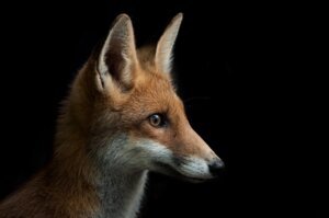 Rating: Safe Score: 0 Tags: 2013 ambiguous_gender black_background black_lips black_nose canid canine e621 feral fox fur grandfathered_content headshot_portrait inner_ear_fluff lips long_mouth mammal no_sclera orange_body orange_fur photography_(artwork) portrait real red_fox reflection side_view simple_background skia sky snout solo true_fox tuft whiskers white_body white_fur User: bunchy7s Rating: Safe Score: 0 Tags: 2013 ambiguous_gender black_background black_lips black_nose canid canine e621 feral fox fur grandfathered_content headshot_portrait inner_ear_fluff lips long_mouth mammal no_sclera orange_body orange_fur photography_(artwork) portrait real red_fox reflection side_view simple_background skia sky snout solo true_fox tuft whiskers white_body white_fur User: bunchy7s