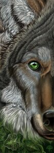 Rating: Safe Score: 0 Tags: alectorfencer arty_crop canid canine canis close-up detailed e621 feral green_eyes headshot_portrait male mammal northwestern_wolf portrait solo wolf User: bunchy7s Rating: Safe Score: 0 Tags: alectorfencer arty_crop canid canine canis close-up detailed e621 feral green_eyes headshot_portrait male mammal northwestern_wolf portrait solo wolf User: bunchy7s