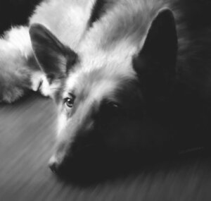 Rating: Safe Score: 0 Tags: 2011 ambiguous_gender canid canine canis detailed domestic_dog e621 feral greyscale half-length_portrait hi_res lying mammal monochrome on_front painting_(artwork) photorealism portrait realistic solo traditional_media_(artwork) zensou User: bunchy7s