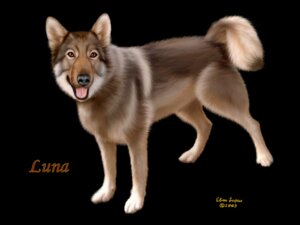 Rating: Safe Score: 0 Tags: 2003 4:3 ambiguous_gender black_background black_lips black_nose brown_eyes canid canine canis domestic_dog e621 ebon_lupus feral fluffy fluffy_tail fur grey_body grey_fur inner_ear_fluff lips looking_at_viewer luna_(ebon_lupus) mammal multicolored_body multicolored_fur multicolored_tail paws photorealism realistic simple_background solo tail tongue tuft wallpaper white_body white_fur User: bunchy7s