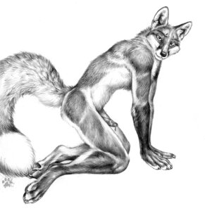 Rating: Explicit Score: 0 Tags: 2011 anthro biped blotch bodily_fluids canid canine claws cum dipstick_tail dripping e621 erection feet fluffy fluffy_tail fox fur genital_fluids genitals greyscale hi_res hindpaw inner_ear_fluff kneeling looking_at_viewer male mammal markings monochrome pawpads paws penis precum raised_tail red_fox scratches_volume_5 simple_background sketch smile solo tail tail_markings teeth toe_claws traditional_media_(artwork) true_fox tuft whiskers white_background User: bunchy7s