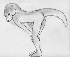 Rating: Explicit Score: 0 Tags: 2011 anthro anus balls bent_over e621 genitals greyscale male mammal monochrome mustelid nude otter simple_background sketch solo spera tail tail_anus white_background User: bunchy7s Rating: Explicit Score: 0 Tags: 2011 anthro anus balls bent_over e621 genitals greyscale male mammal monochrome mustelid nude otter simple_background sketch solo spera tail tail_anus white_background User: bunchy7s