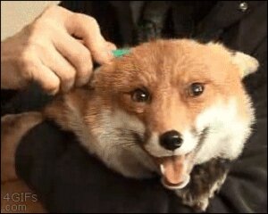 Rating: Safe Score: 0 Tags: :d ambiguous_gender animated animated_gif black_lips black_nose blinking brush brushie_brushie_brushie brushing brushing_fur canid canine claws clothed clothing duo e621 ears_back ears_down fangs feral fob fox fur grandfathered_content human inner_ear_fluff lips lol_comments long_mouth looking_at_viewer low_res mammal no_sclera open_mouth orange_body orange_eyes orange_fur paws personal_grooming photography_(artwork) pivoted_ears real red_fox short_playtime smile snout social_grooming solo_focus teeth tongue true_fox tuft unknown_artist whiskers white_body white_fur User: bunchy7s