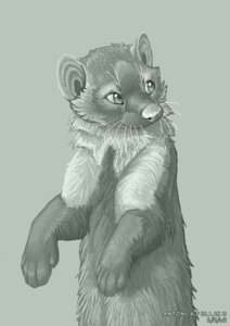 Rating: Safe Score: 0 Tags: 2008 ambiguous_gender beech_marten e621 feral greyscale gulonine mammal marten monochrome mustelid musteline solo vekke User: bunchy7s