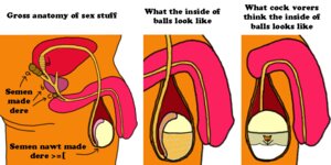 Rating: Explicit Score: 0 Tags: 2:1 ambiguous_species anatomy anthro balls biological_illustration clothed clothing cock_vore cross_section crotch_shot digital_media_(artwork) directional_arrow duo e621 english_text flaccid genitals humor inside_balls internal male orange_body organs penile penis rant side_view simple_background solo_focus stick_figure technical_illustration text the_more_you_know topless unknown_artist urethra vore white_background User: bunchy7s