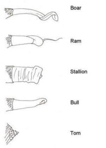Rating: Explicit Score: 0 Tags: amy_cartmel anatomically_correct animal_genitalia animal_penis bovid bovine bovine_genitalia bovine_penis caprine caprine_genitalia caprine_penis cattle disembodied_penis domestic_cat domestic_sheep e621 equid equine equine_genitalia equine_penis erection felid feline felis genitals group horse male mammal penis penis_sheet porcine_penis sheep spiral_penis suid suine sus_(pig) urethral_process wild_boar User: bunchy7s
