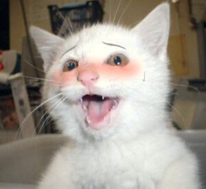 Rating: Safe Score: 0 Tags: ambiguous_gender blush domestic_cat e621 eyebrows felid feline felis feral fur grandfathered_content low_res mammal open_mouth real shopped solo third-party_edit unknown_artist white_body white_fur User: bunchy7s Rating: Safe Score: 0 Tags: ambiguous_gender blush domestic_cat e621 eyebrows felid feline felis feral fur grandfathered_content low_res mammal open_mouth real shopped solo third-party_edit unknown_artist white_body white_fur User: bunchy7s