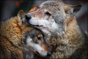 Rating: Safe Score: 0 Tags: 3:2 ambiguous_gender black_nose brown_body brown_eyes brown_fur canid canine canis cuddling duo e621 eurasian_wolf feral fur grandfathered_content looking_at_viewer love mammal real romantic romantic_couple scar svarci white_body white_fur wolf User: bunchy7s
