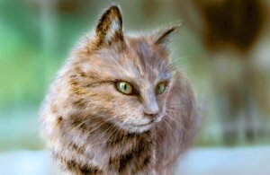 Rating: Safe Score: 0 Tags: 108_(artist) abstract_background ambiguous_gender black_body black_fur black_stripes blurred_background depth_of_field domestic_cat e621 felid feline felis feral fur green_eyes half-length_portrait inner_ear_fluff long_mouth looking_at_viewer mammal no_sclera photorealism pink_nose portrait pupils realistic reflection slit_pupils snout solo standing striped_body striped_fur stripes tan_body tan_fur tuft whiskers white_body white_fur yellow_eyes User: bunchy7s