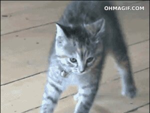 Rating: Safe Score: 0 Tags: ambiguous_gender angry animated animated_gif bouncing collar digitigrade domestic_cat door e621 felid feline felis feral floor grey_eyes humor jumping low_res mammal paws playing quadruped scared short_playtime solo spots tail unknown_artist User: bunchy7s Rating: Safe Score: 0 Tags: ambiguous_gender angry animated animated_gif bouncing collar digitigrade domestic_cat door e621 felid feline felis feral floor grey_eyes humor jumping low_res mammal paws playing quadruped scared short_playtime solo spots tail unknown_artist User: bunchy7s