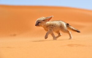 Rating: Safe Score: 0 Tags: 2013 ambiguous_gender big_ears black_eyes black_nose canid canine day desert digitigrade e621 ears_back feet fennec_fox feral fox francisco_mingorance grandfathered_content half-closed_eyes hindpaw inner_ear_fluff long_mouth mammal meme_origin narrowed_eyes no_sclera outside paws photo photography_(artwork) pivoted_ears real sand shadow side_view sky snout solo true_fox tuft walking whiskers young young_feral User: bunchy7s